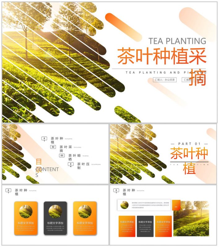 茶叶种植科学采摘流程介绍PPT模板-办公资源网